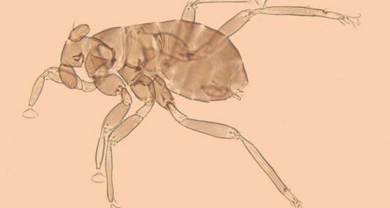Самое крошечное насекомое на Земле – самец с минимальными жизненными функциями