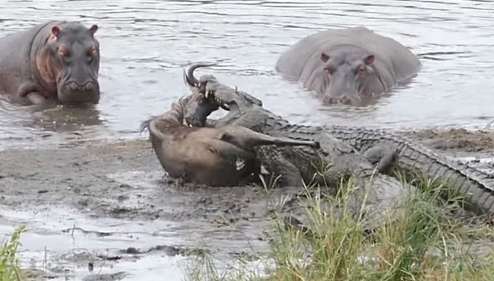 Бегемоты отбили антилопу гну у голодных крокодилов в ЮАР. Видео