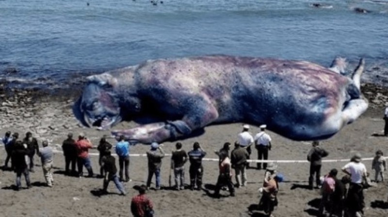 Огромное морское чудовище обнаружили на пляже Юты.