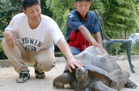 Черепаха бежала из зоопарка со скоростью 10 метров в день
