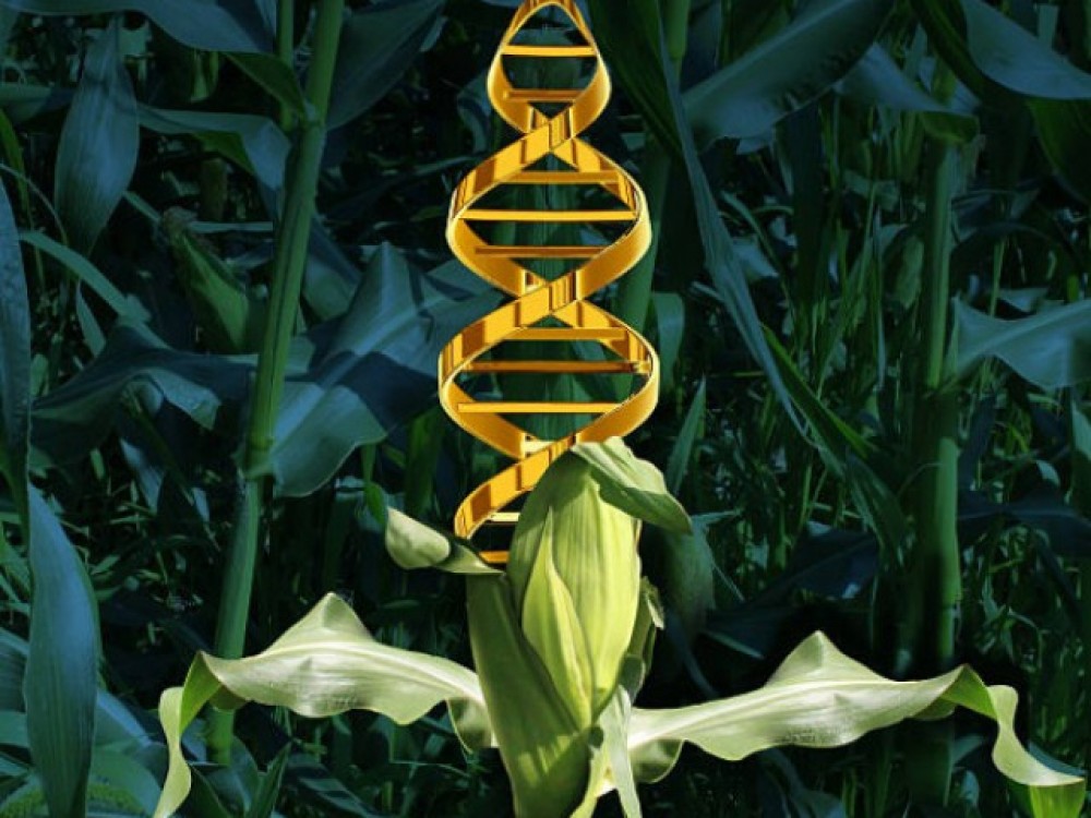 100 великих угроз цивилизации: ГМО