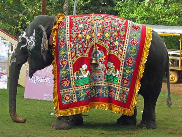 Слониха растоптала хозяина в индийском храме