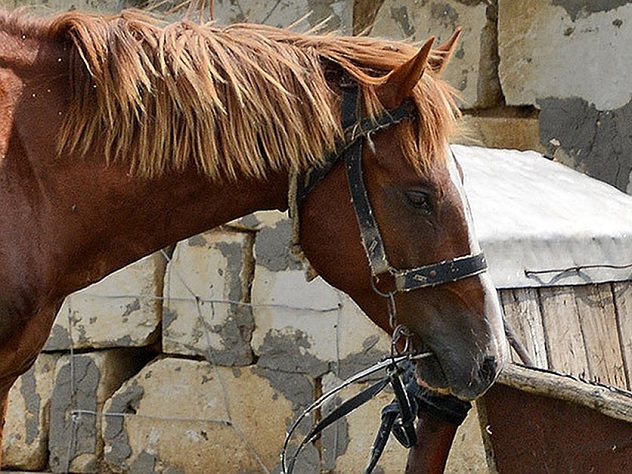 Камчатский депутат потребовал «парковочное место для коня»