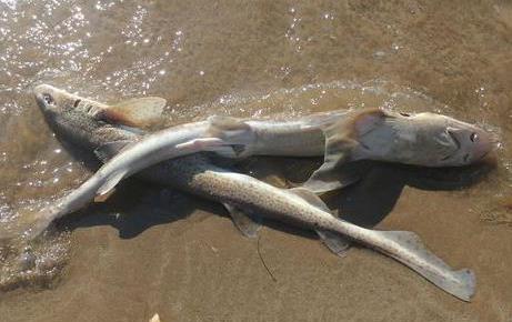 На пляж Уэльса выбросило за раз более 50 мертвых акул
