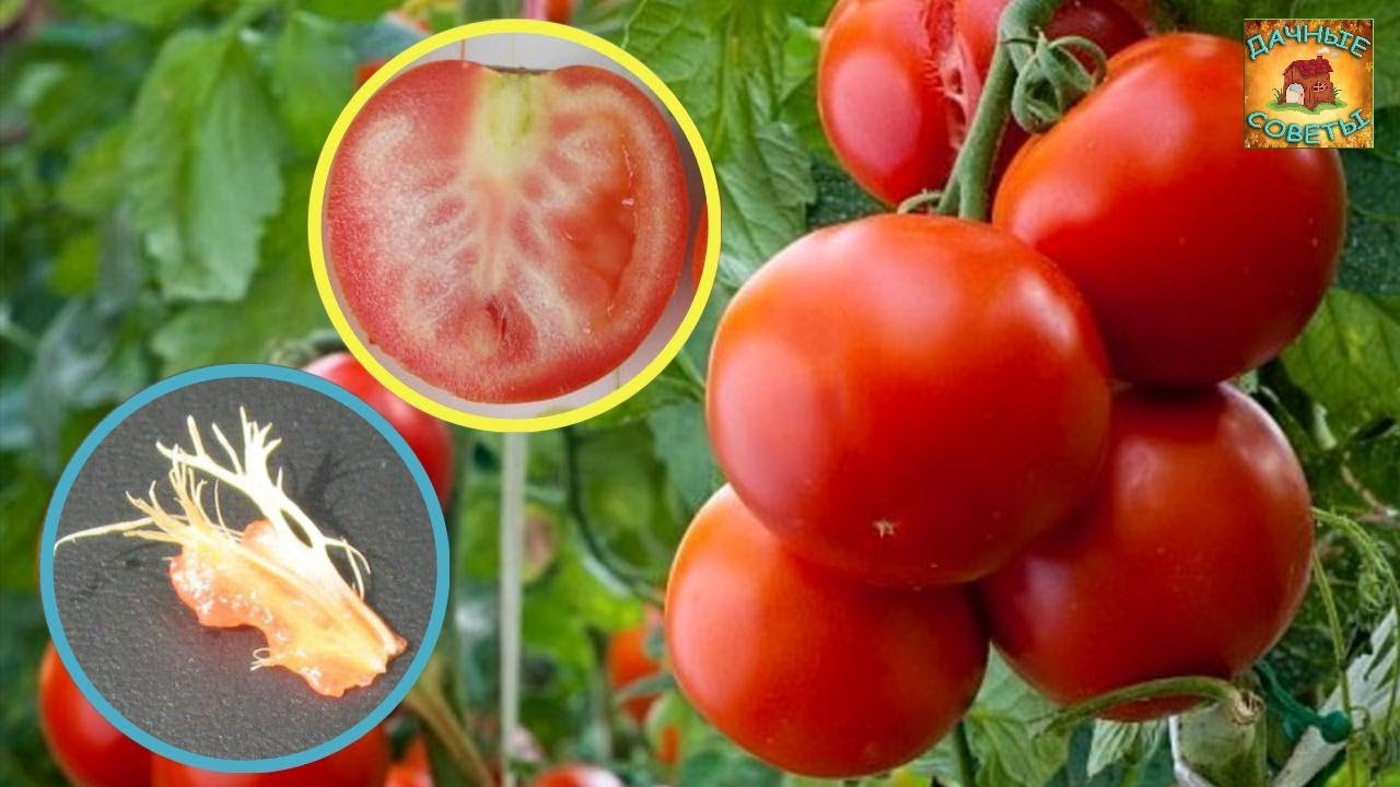 Почему помидоры БЕЛЫЕ ВНУТРИ с ПРОЖИЛКАМИ Как справиться с этой проблемой Дачные СОВЕТЫ ОГОРОДНИКАМ