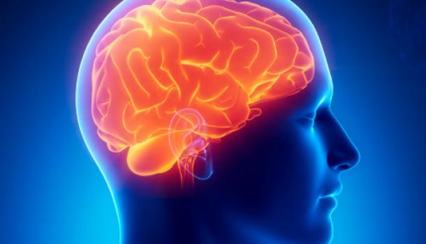 Ученые обнаружили в организме человека «второй мозг»