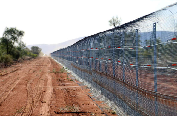 В Австралии построили самый большой «антикошачий» забор