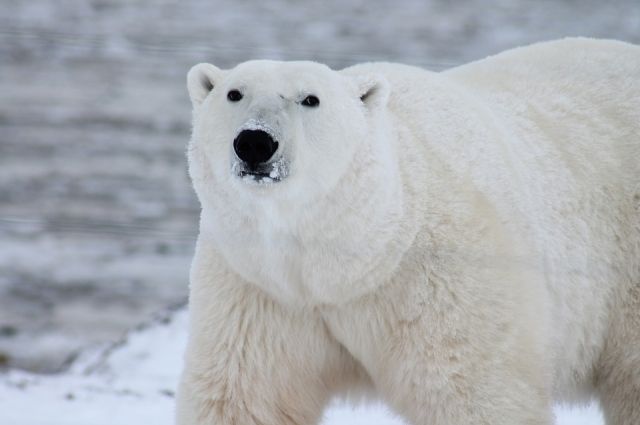 В Норвегии белый медведь объелся шоколада и застрял в окне