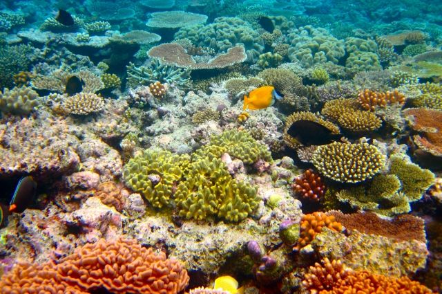 У берегов ОАЭ появится крупнейший в мире искусственный коралловый риф