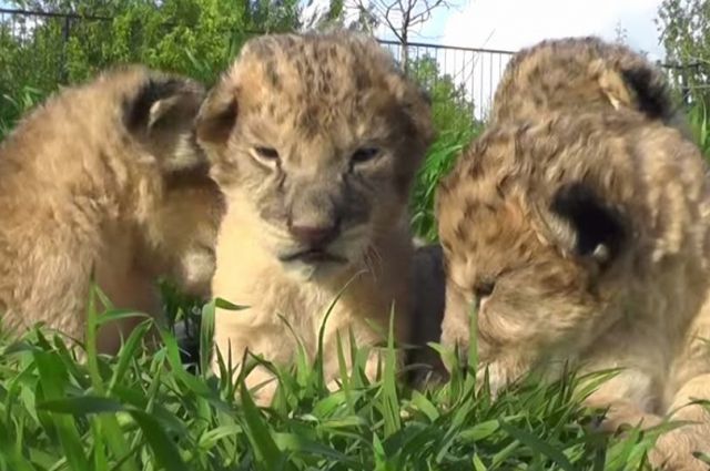 Пятеро львят родились в зоопарке Екатеринбурга