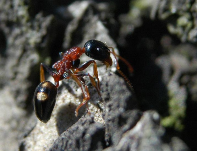 Как избавиться от муравьев раз и навсегда