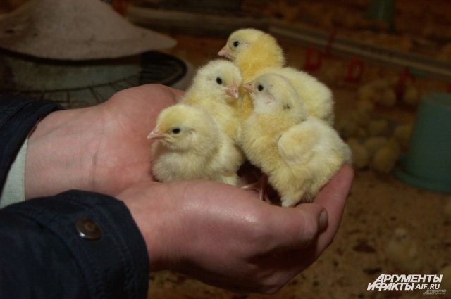 В Грузии сотни цыплят вылупились из выброшенных на свалку яиц