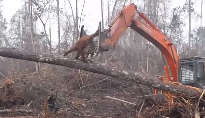 Орангутан попытался атаковать бульдозер, защищая родной лес