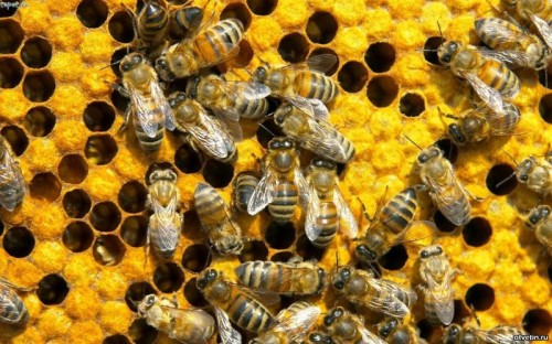 10 вещей, которые исчезнут вместе с пчёлами