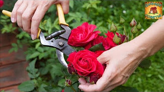 Правильная обрезка и формировка кустов розы Как правильно это сделать Дачные советы и рекомендации