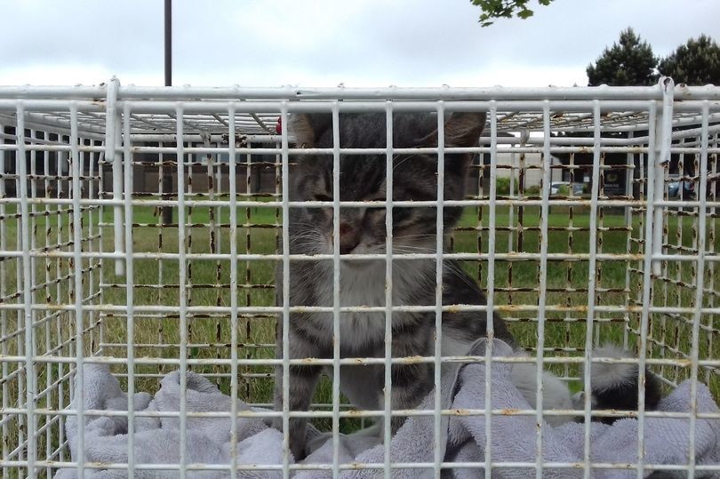 Плыл три недели, чтобы умереть: котенка, который прибыл в Шотландию в закрытом контейнере, усыпили