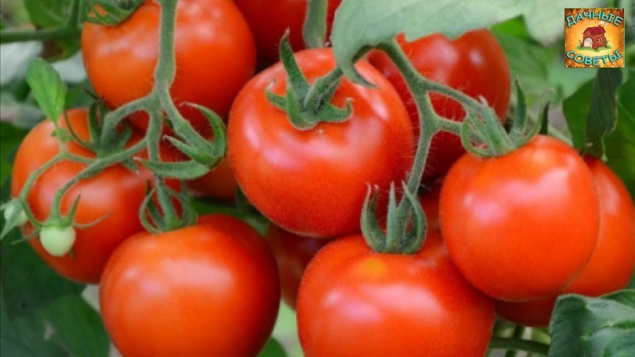 Почему ПОМИДОРЫ ЖИРУЮТ и не дают урожай Как остановить жирование томатов ПРОВЕРЕННЫЕ СОВЕТЫ