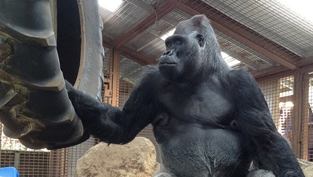 В США умерла горилла, владевшая языком жестов