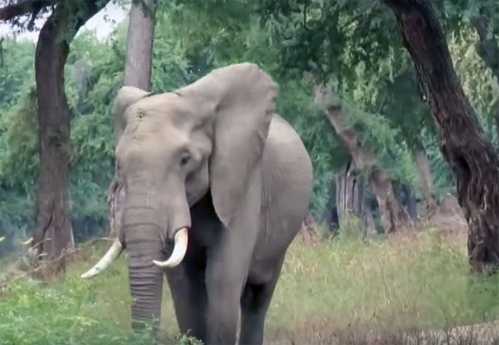 Ветеринары были потрясены, когда раненный слон сам пришел к ним просить о помощи