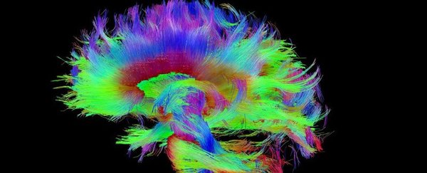 Ученые из Гарварда нашли источник сознания