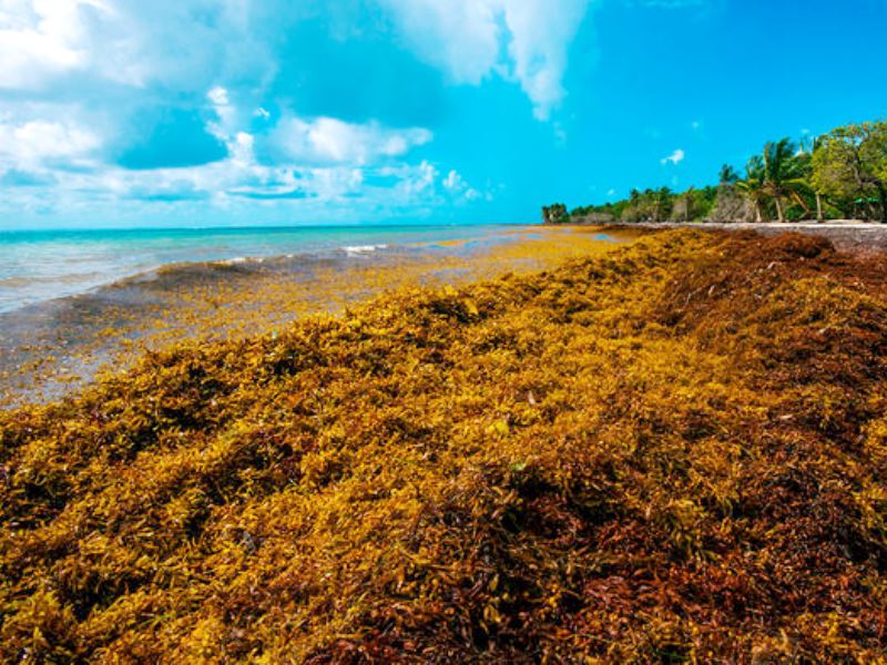 Морские водоросли штурмуют Карибские острова