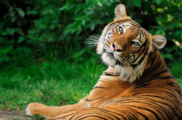 В Московском зоопарке появились два годовалых амурских тигра