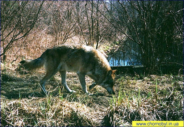 Ученые отследили волка, убежавшего из Чернобыля в Россию