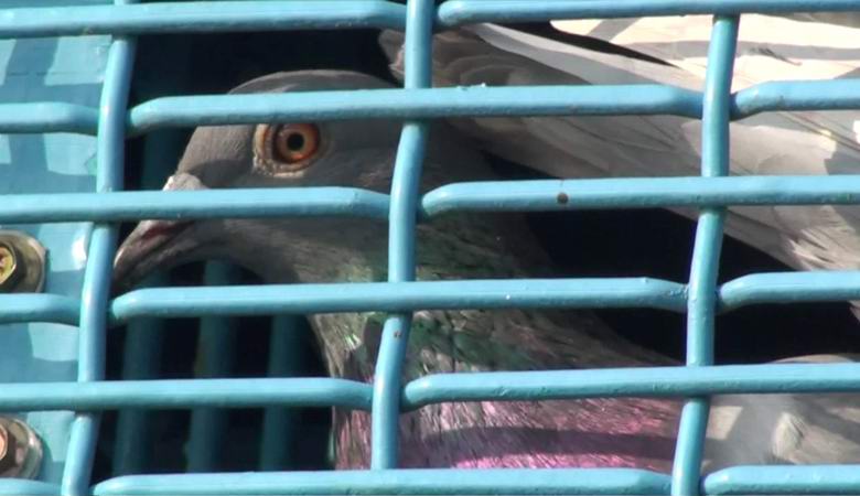 Тайванские голубиные гонки, в которых умирают сотни тысяч птиц, по-прежнему возмущают мир