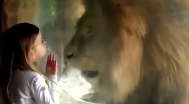 Маленькая девочка решила поцеловать льва (ВИДЕО)
