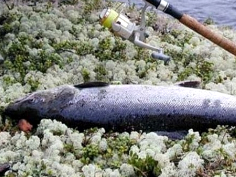 Норвежские лососи угрожают генофонду русской сёмги