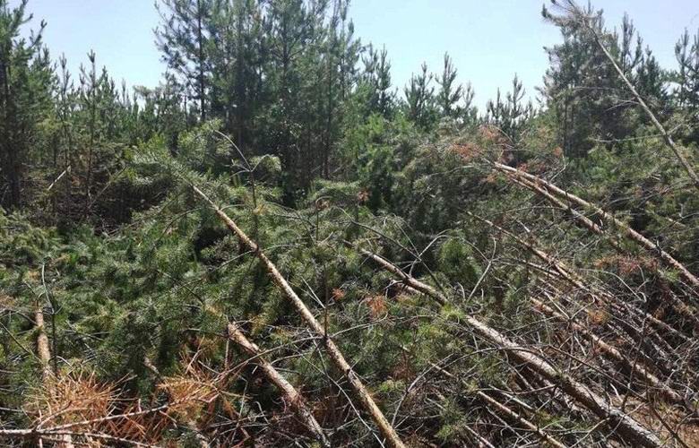 Неизвестная сила изогнула сотни деревьев под Сызранью