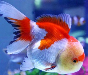 Самые красивые аквариумные рыбки