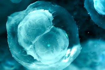 Учёные: Геометрия помогла превратить зрелые клетки в стволовые