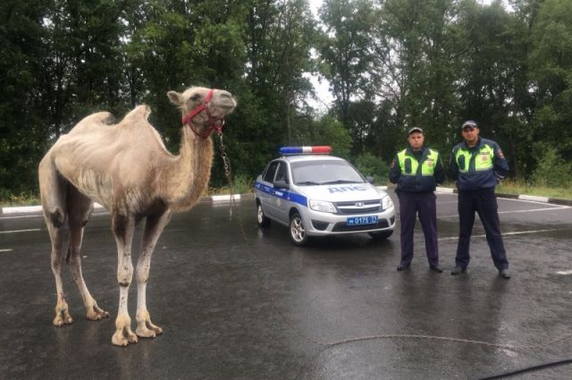 В Тульской области из-за сбежавшего циркового верблюда произошло ДТП