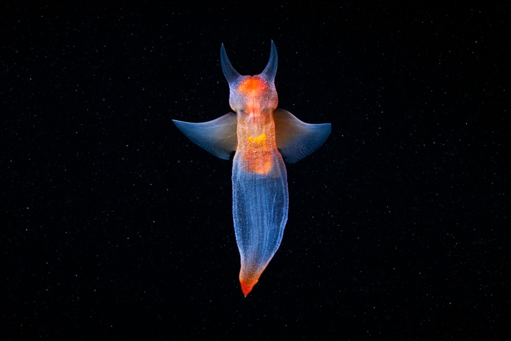 Морской ангел: невероятный обитатель морских глубин
