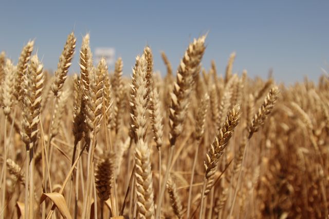 Китай может расширить поставки зерна из России