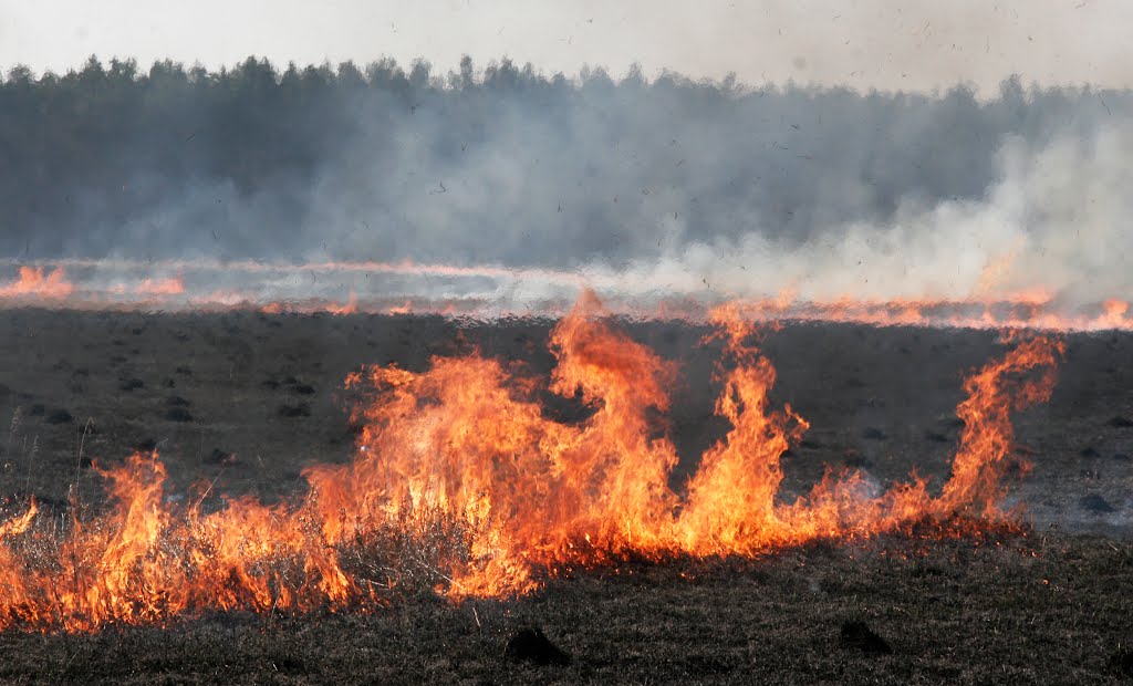 Огонь превратил Аттику в выжженную землю: живых найти все сложнее