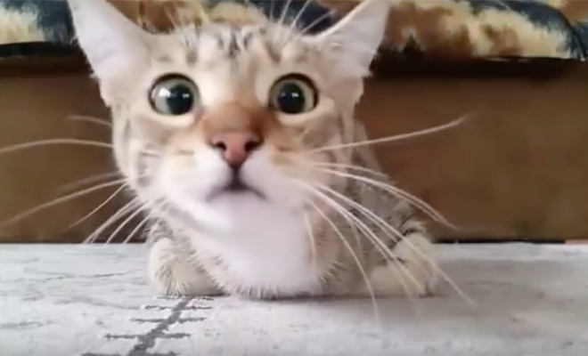 Смешное видео: кот смотрит ужастик