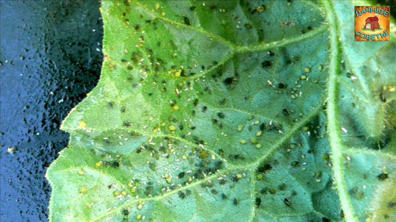 Вредители на листьях огурцов фото