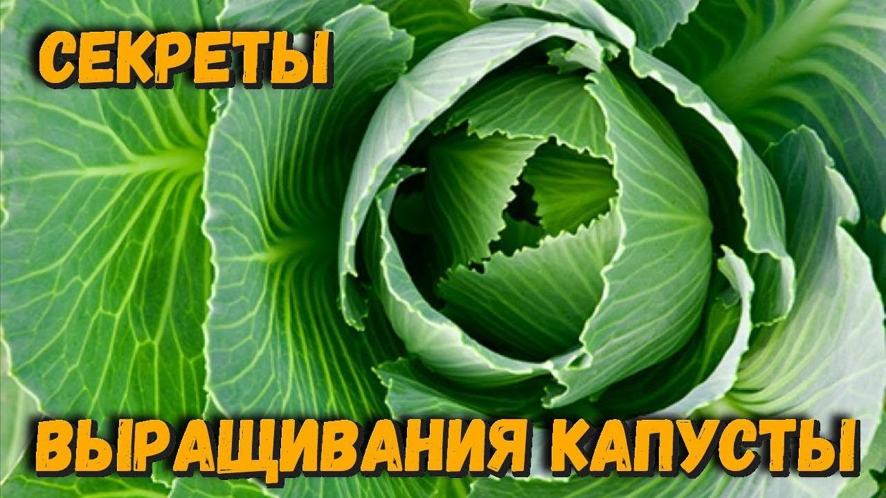 Секреты здоровой капусты Выращивание капусты в огороде Дачнику на заметку