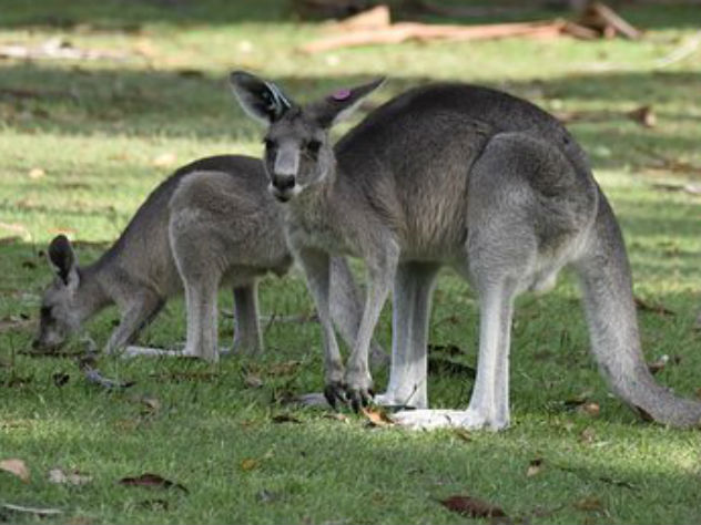 Десятки тысяч голодных кенгуру заполонили австралийские города