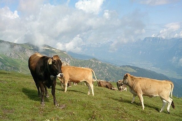 В швейцарских Альпах пожарные вертолеты доставляют воду коровам