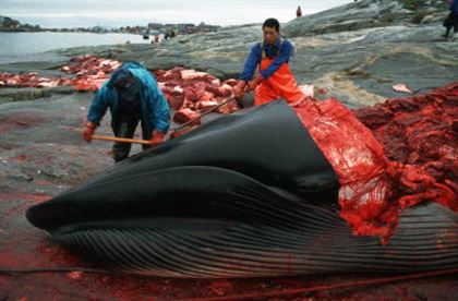 Япония продолжает истребление китов