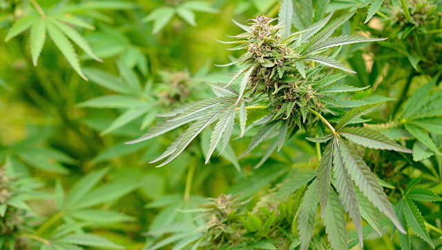 Глава Минздрава Грузии прокомментировал легализацию марихуаны в стране