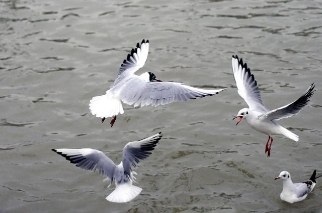 Специалисты выясняют причину массовой гибели птиц в Якутии