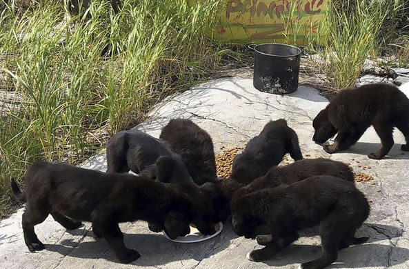 На канадском необитаемом острове нашли семерых щенков