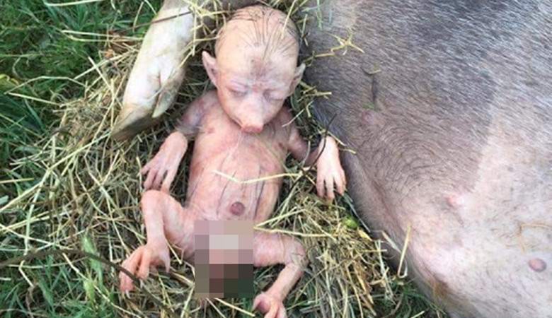 Свинья в Кении родила человекоподобного поросенка