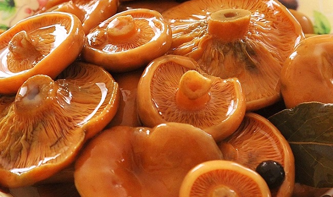 Рыжики «По-вятски». Бесподобный рецепт засолки грибов на зиму