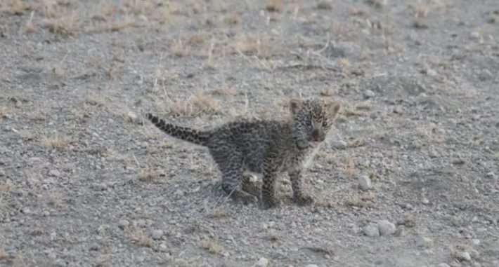 Уникальные кадры: презрев законы природы, львица кормит осиротевшего котенка леопарда