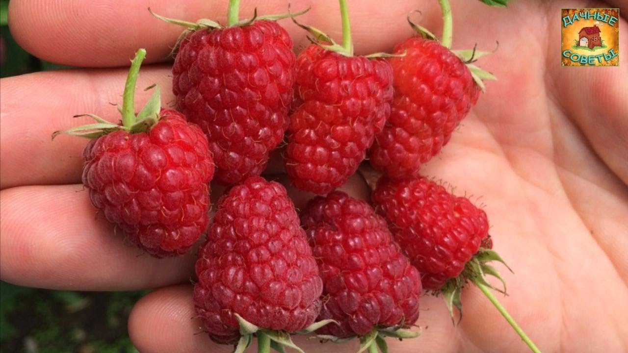Как повысить УРОЖАЙНОСТЬ МАЛИНЫ Что делать чтобы ягоды были крупными ДАЧНЫЕ СЕКРЕТЫ